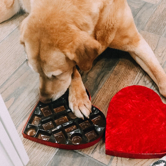 Carob and Peanut Butter Dog Treat Recipe for Valentine's Day