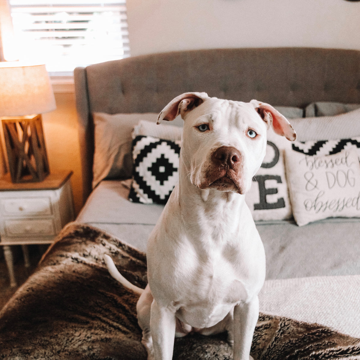 the-best-bedding-for-dog-hair-treat-dreams